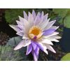 Pixie Dust Tropical Waterlily  (2020 IWGS 1st New Tropical