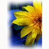 CafePress Yellow Floral Standard Size Playing Cards