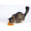 M-PETS Lecca Mat Orange S
