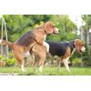 SPERM BOOSTERS FOR STUD DOG - Increase Sperm Count , Fertility reproduction