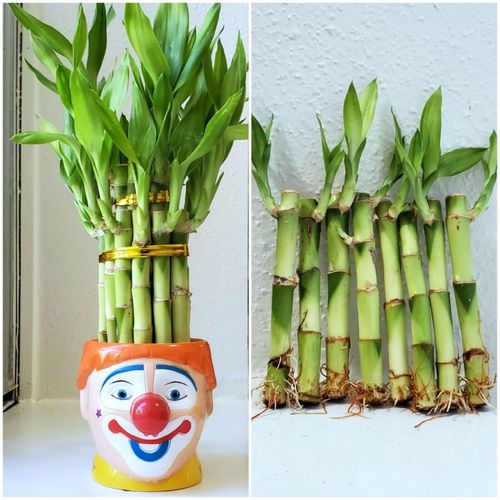 8 LUCKY BAMBOO 4" and 6" Indoor Water Plants, Perennial, GIFT, Free Shipping