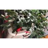 (3) Easter Cactus 2-Segment Unrooted Cuttings Clippings Rhipsalidopsis Gaertneri