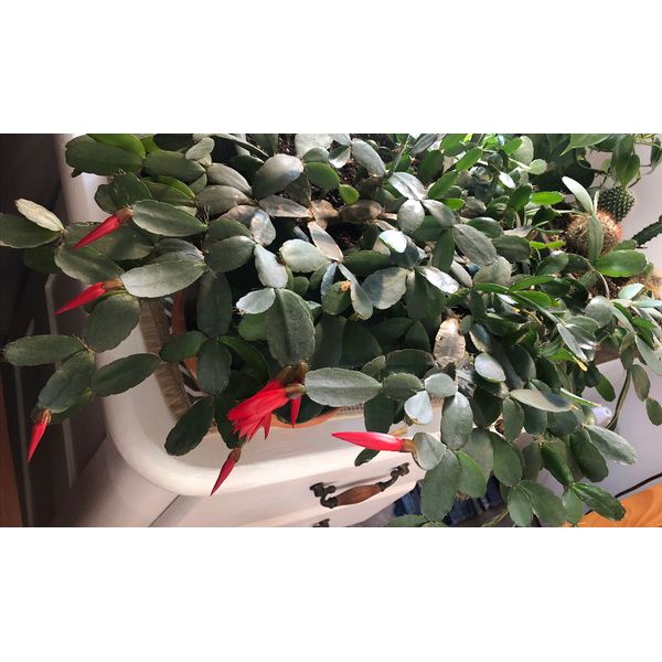 (3) Easter Cactus 2-Segment Unrooted Cuttings Clippings Rhipsalidopsis Gaertneri