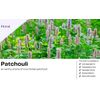 Patchouli Highly Scented Soy Wax Melts