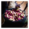 Kola Nut Capsules | Pure | Cola Acuminata | 600mg | Energy Boost