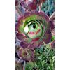 100 Assorted Succulent Cuttings with 40+ mixed varieties