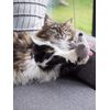 Petface Angry Mouse Teaser Cat Toy