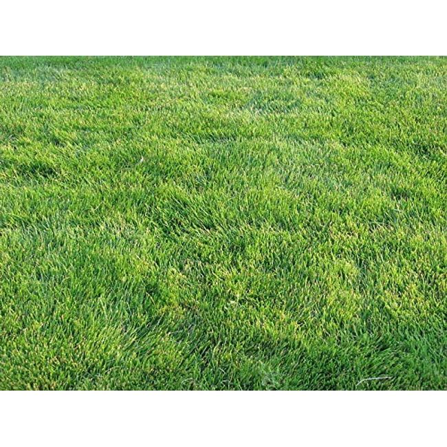 Zoysia Grass Seeds-Zoysia Emerald Grass-1/8 lb