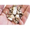 FSG - 2 Lbs (3000+) Tiny Indian Ocean Shell Mix Mini Shells 1/4" Seashells Crafts Beach Decor Sailors Valentines