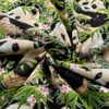 Panda Bears Black, Fabric by the Yard