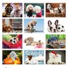 Personalised Dog Desk Calendar. Desk Top Calendar