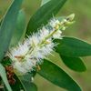 Cayupte 10ml Incent Essential Oil Essential Oil
