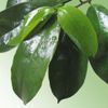 500 Capsules GRAVIOLA SOURSOP Leaf Extract 5000mg Annona Muricata
