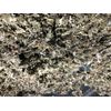 Organic Red Raspberry Cut Natural Bulk Herb 100% Natural Leaf 2 lb's Pounds
