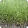 Pranarom Essential Oil Vetiver 5ml
