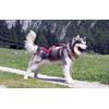 Neewa Pro Sled Dog Harness (Red, Large)