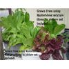 MASTERBLEND ® Tomato & Vegetable Fertilizer  4-18-38  (2 lbs) SHIPS FREE