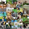 doodlecards Mixed Postcards Funny Animals Pack of 40 All Different