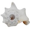 Small Bahama Conch Shell Horn (Milk Conch) - 5-6 inch