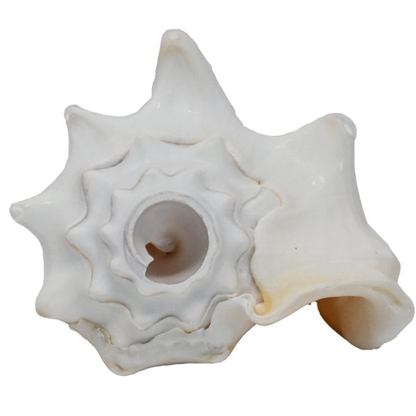 Small Bahama Conch Shell Horn (Milk Conch) - 5-6 inch