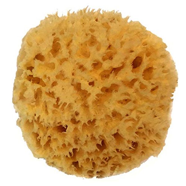 Natural Sea Wool Sponge 4-5" by Spa Destinations ® Amazing Natural Renewable Resource"Creating The in Perfect Bath and Shower Experience"