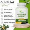 GMP Certified Olive Leaf Capsules with 50% Oleuropein – Third Party Tested